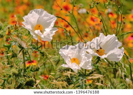  Close-up picture of a White Prickly Poppy flowers taken at blooming season in TX ,USA