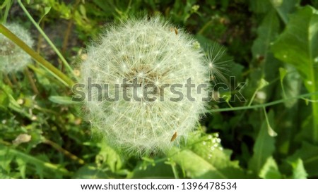 Fluffy, white dandelion, close-up, background.