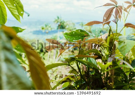 Various types of leaf in the tropical forest