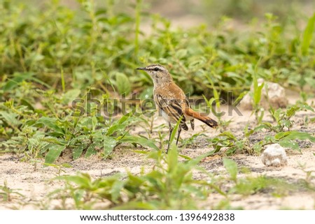 Kalahari Scrub Robin
Latin name: Cercotrichas paena