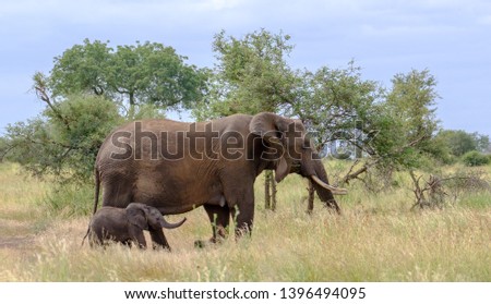 Female elephant and newly born elephant calf walk through the long grass at Kruger National Park.