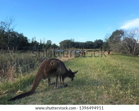 Wild kangaroo feeding at the park (Western  Australia) 