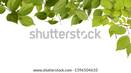 Exempted leaves for a near-natural background 