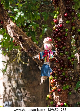 Handmade Straw man among Jaboticaba tree (Plinia cauliflora, the Brazilian grape tree) . Decoration of Juninas Party, a traditional celebration in Brazil. 