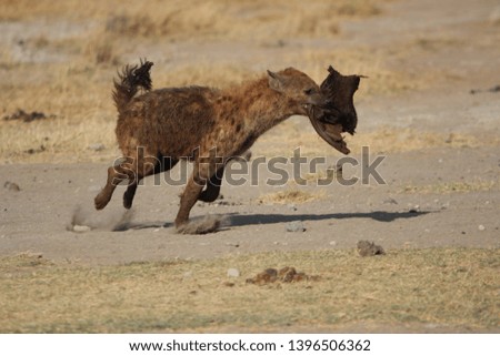 Hyena with his afternoon snack