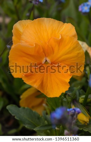 Orange pansy flower closeup photo