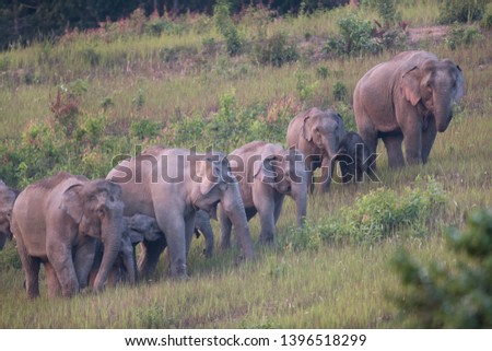 Herd of Asian elephants, low angle view, front shot, foraging in grass field in the evening before sunset in tropical evergreen forest at Khao Yai National Park, northeastern Thailand.