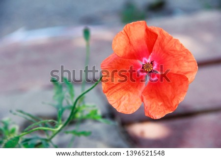 red pink and orange flowers poppy on a background of green leaves