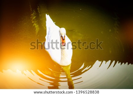 The large duck with white hair, with an orange mouth, is floating on the green surface with a ripple of water.
