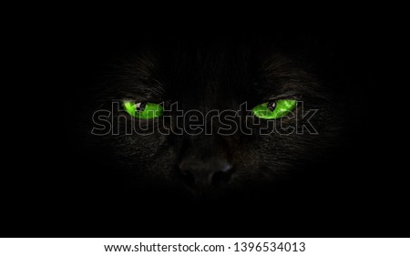 close up of black cat with green eyes on black background. Horror atmospheres and halloween concept. Look panther and witch eyes. Bad luck and superstition concept.