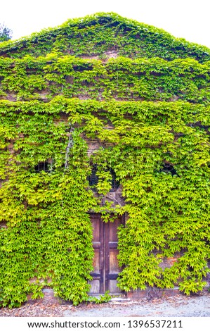 an old fashioned wooden door on an ivy covered wall