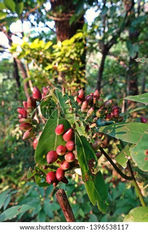 gall mites infected on host plant, rain forest tree, Thailand