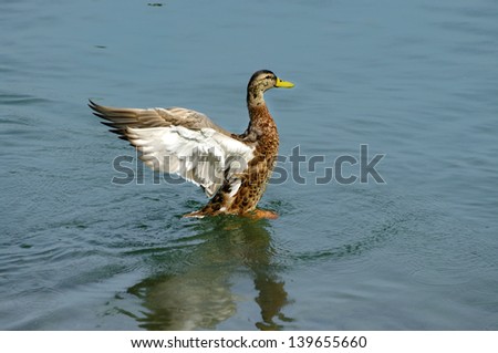 duck flapping feather wings in water causing ripples.