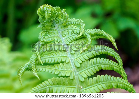 Beautiful fern leaves green foliage natural floral fern background in sunlight