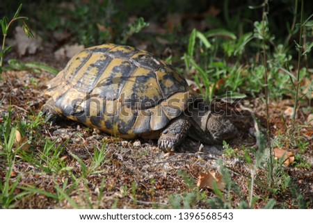 photography turtles in mountain nature