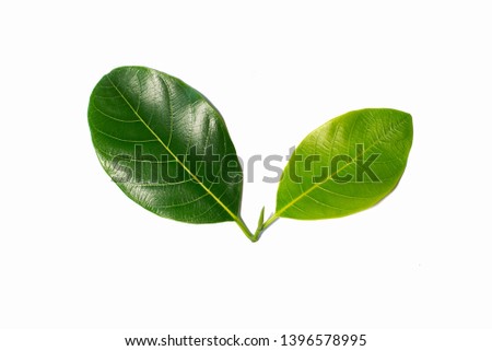 The green leaf image is separated from the white background.