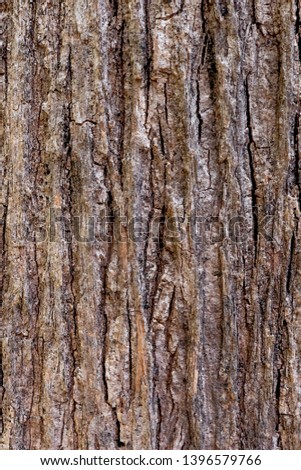 The close up or macro of tree bark surface or background in the nature. 