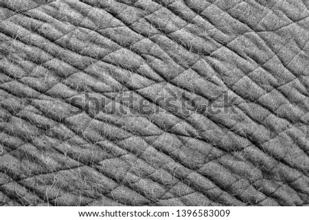 The close up or macro of grunge elephant skin with hair in the natural light. 