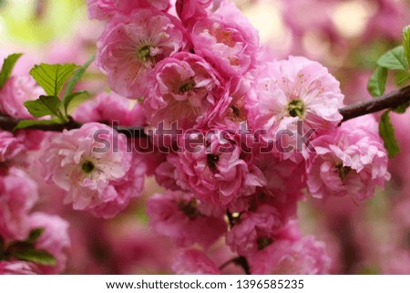 Blossom Sakura pink flowers close up
