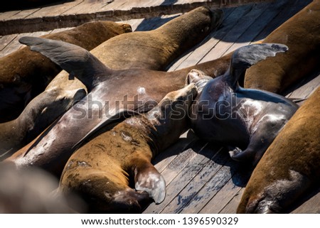 Portrait of sea lions resting on the San Francisco piers, at Pier 39.