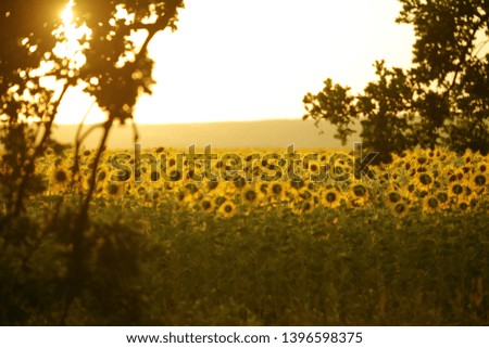 
Sunflower flower close-up. A field of sunflowers at sunset on a summer evening. Beautiful countryside landscape