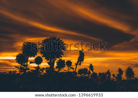 Silhouette of sunflower with twilight sky after sunset background in matte tone color.