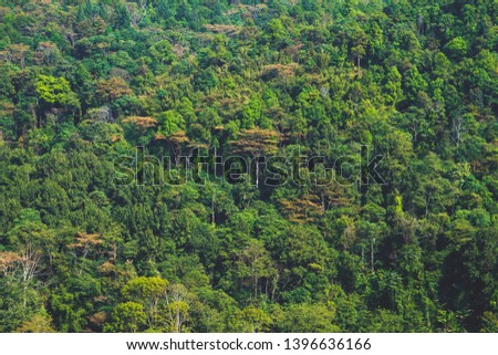 summer mountain. Forested mountain slope in low lying cloud with the evergreen  shrouded in mist in a scenic landscape view