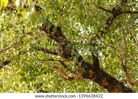 Beautiful Bo Tree And Bo Leaves In Ceylon 2019