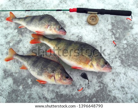 Winter fishing. Three perch lie on the ice. fishing pole fishing pole.