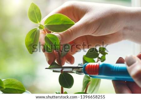 young woman taking care and growing plants, home garden concept, light background Royalty-Free Stock Photo #1396658255