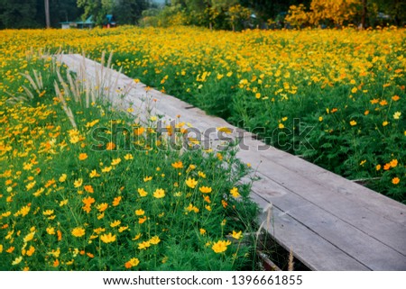Colorful cosmos blooming in the field  and wooden bridge on hill landscape mountain and summer blue sky background, Nature wallpaper