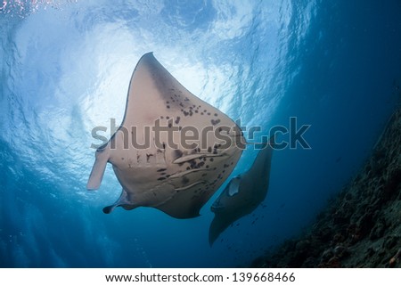 Manta rays at cleaning station in maldives