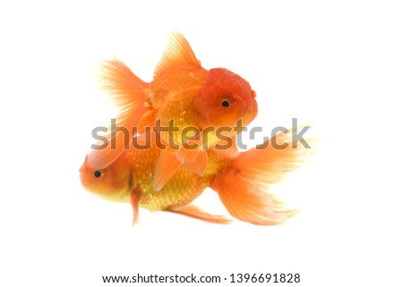 Goldfish carassius auratus  white background