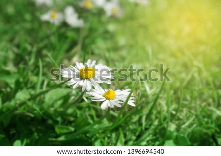 Close up Photo of Fresh Spring Daisies in Green Grass