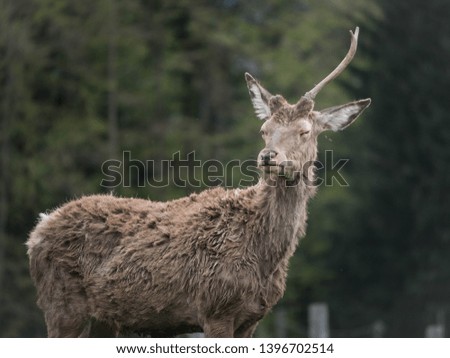 beautiful deer in tyrolian nature