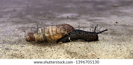 snail photography of elongated shell crawling on the ground, Photo with space for advertising, blank space for your promotional text or advertising content,
