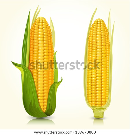 Ripe corn on the cob Royalty-Free Stock Photo #139670800