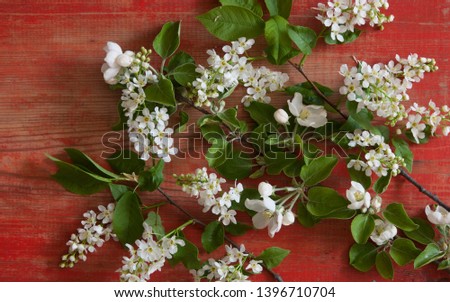 image of spring white cherry blossoms tree on wooden table. Top view. 