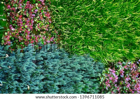 Grass and wild herbs background 