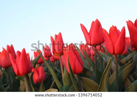 red tulips on bottom picture