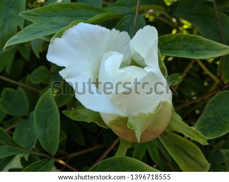 Flowers Rose Lily Botanical Garden Magnolia