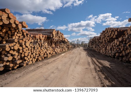 pile of wood logs and blue sky