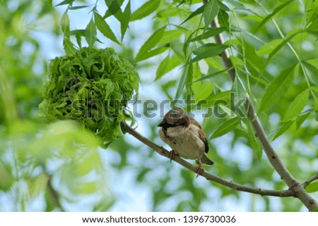 Sparrow looking for some food on a tree branch surrounded by the green tree leaves
