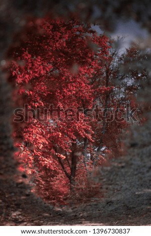 puddle reflection of red trees