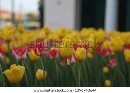 Growing tulips in the park
