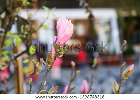 Beautiful spring flower decorations. A mixture of flower arrangements. Pink magnolia.