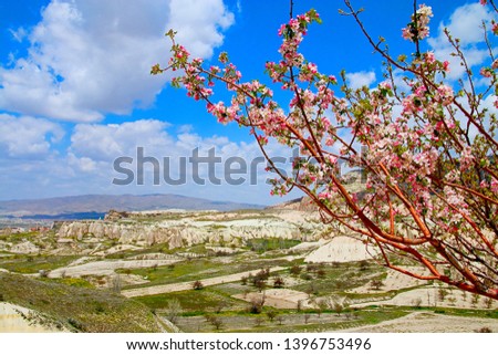 Photo taken in Turkey. The picture shows the landscape of the highlands - Cappadocia with a flowering fruit tree.