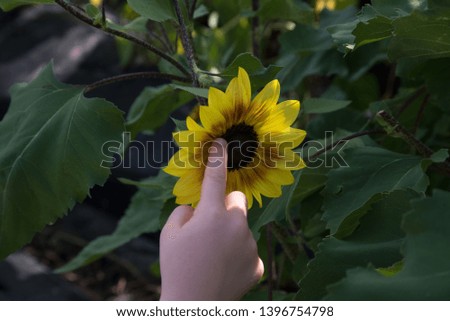 Picture of child's hand touching the center of a bright yellow sunflower. Green leaves compose the background of image.