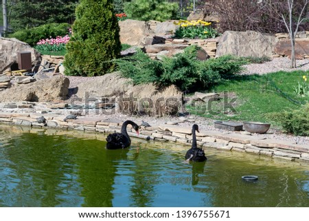 A loving couple of black swans are swimming in the park on the lake.