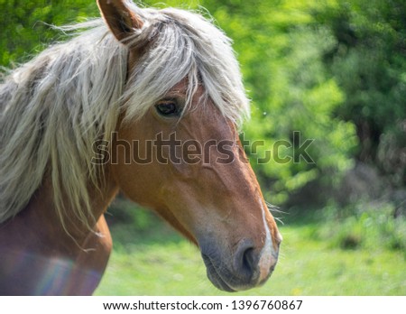 Up close headshot of a beautiful brown horse in the nature